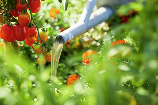 Obst und Gemüse aus dem eigenen Garten&nbsp;ist dem „Sanctuary Seeker“ wichtig. &nbsp;&nbsp;