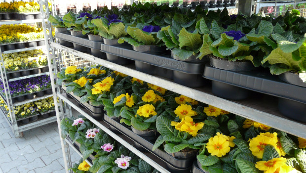 Das Frühjahrsgeschäft der Gartencenter ist in diesem Jahr gut angelaufen.