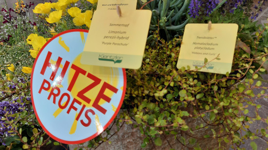 Der Klimawandel zwingt die Verbraucher ihre Gärten mit hitzebeständigen Pflanzen zu bestücken. Der Klimawandel zwingt die Verbraucher ihre Gärten mit hitzebeständigen Pflanzen zu bestücken.